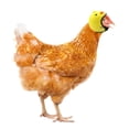 thumbnail image 3 of Casco de pollo de dibujos animados, casco pequeño para mascotas, seguridad ajustable para aves de corral, 3 of 7