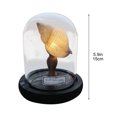 thumbnail image 2 of Kit de luz nocturna de concha marina de bricolaje | Proyecto de manualidades fáciles para la decoración del hogar | Materiales respetuosos con el medio ambiente | Kit de lámpara de bricolaje sin, 2 of 5