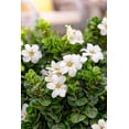 thumbnail image 6 of Southern Living Gardenia Diamond Spire Live Shrub in 2.5-Quart Grower Pot, 6 of 13
