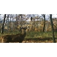 thumbnail image 3 of WILDLIFE RESEARCH SCENTS WR MAG DRIPPER ACTIVE SCRAPE 4OZ, 3 of 8