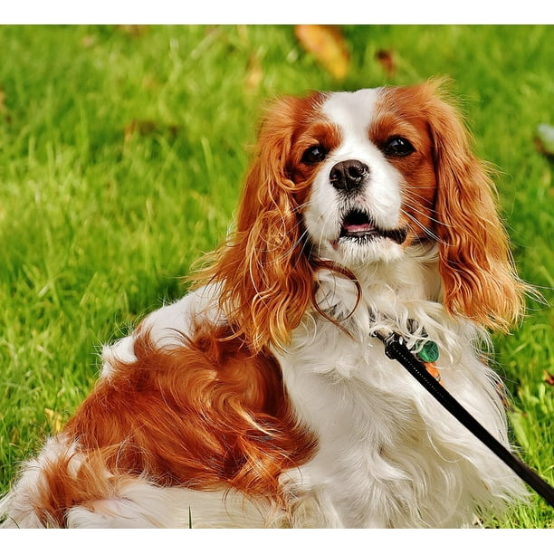 Cavalier King Charles Spaniel Funny Dog Animal Pet-20 Inch By 30 Inch ...