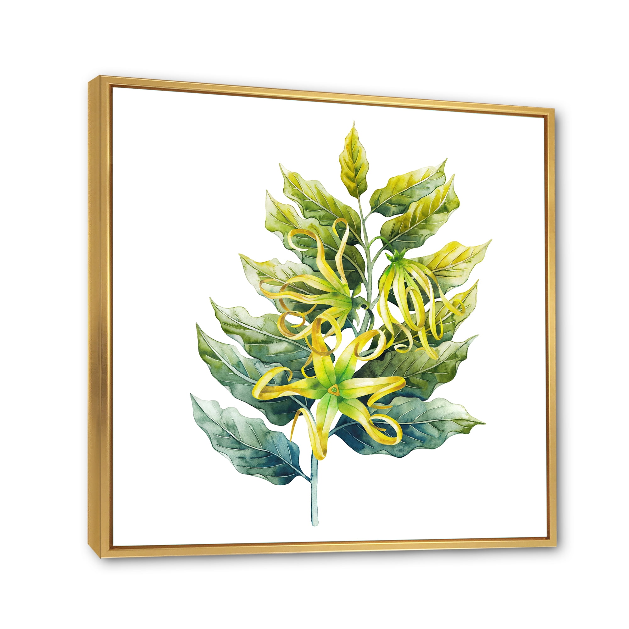 Ylang Ylang Flower On White 16 in x 16 in Framed Painting Canvas Art Print, by Designart