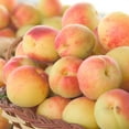Sugar Pearls Apricot Dormant Bare Root Standard Starter Fruit Tree