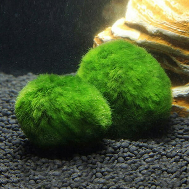 Marimo Moss Ball for unique house plants