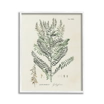 Stupell Industries Forest Plant Study Botanical & Floral Painting White Framed Art Print Wall Art, 24 x 30