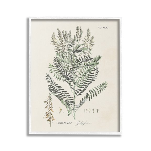 Stupell Industries Forest Plant Study Botanical & Floral Painting White Framed Art Print Wall Art, 24 x 30