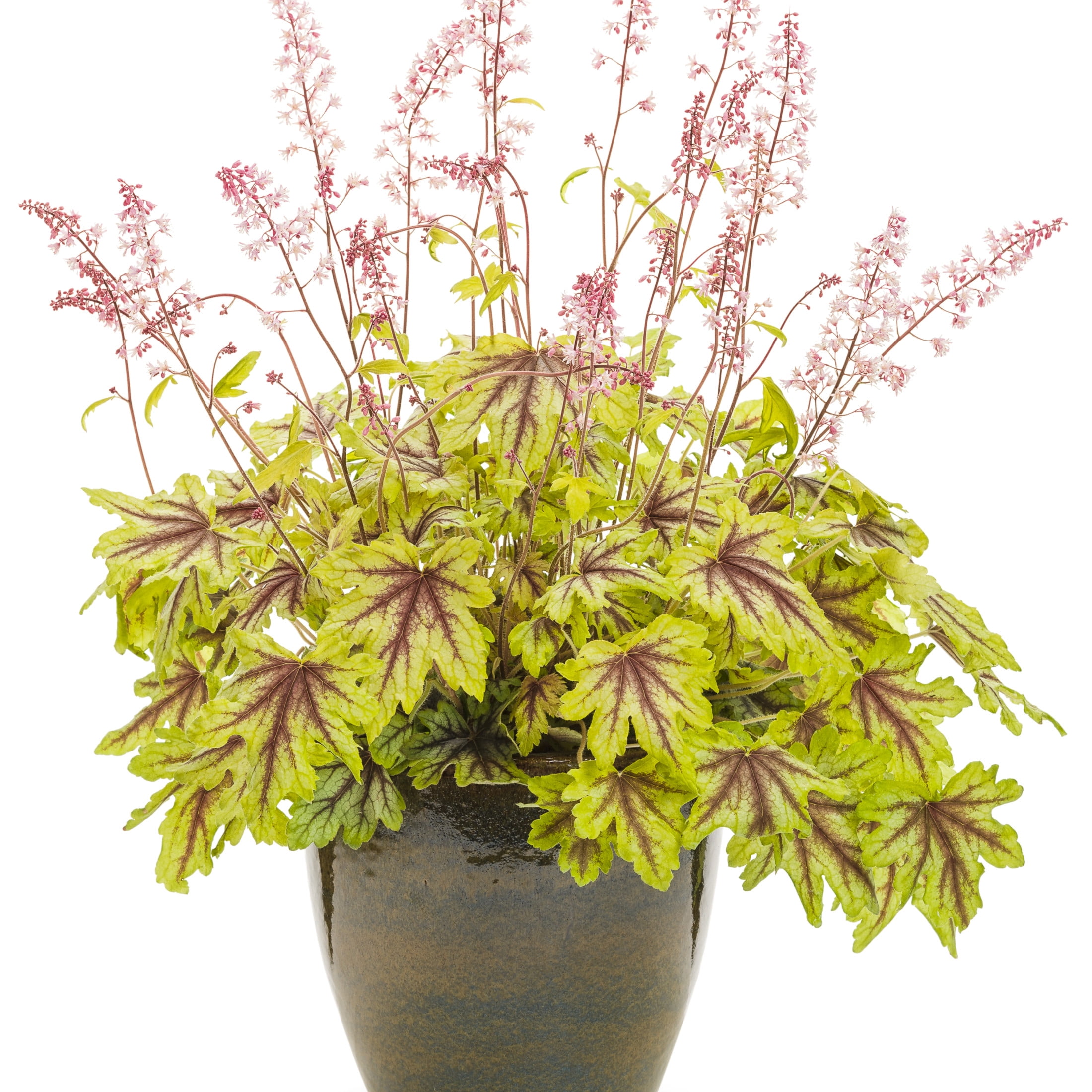 Proven Winners 6" Yellow Fun and Games 'Eye Spy' Foamy Bells Live Plant in 6.5" Pot