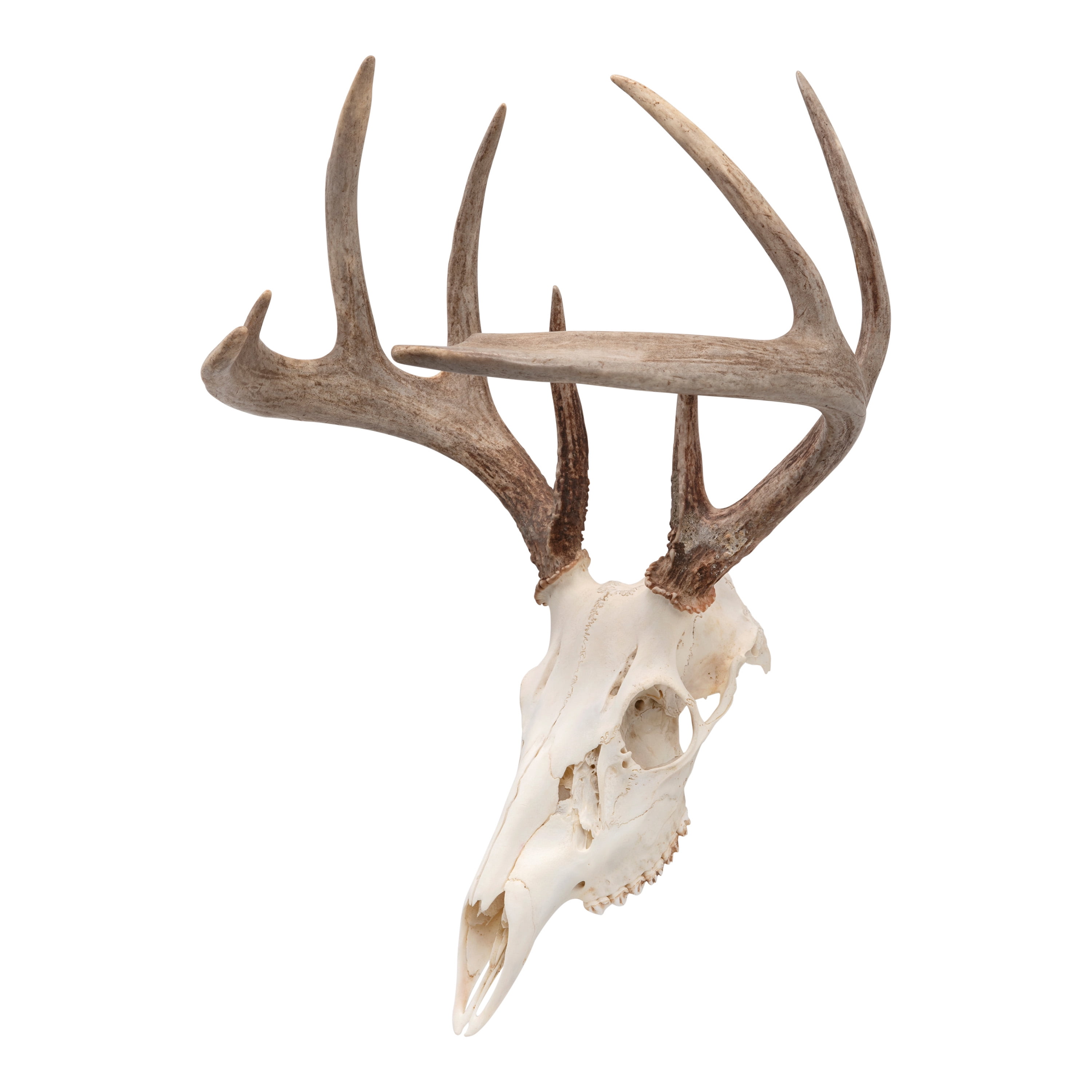 Allen Company EZ Mount Skull Peg - Steel European Mount Hanger - Matte Black