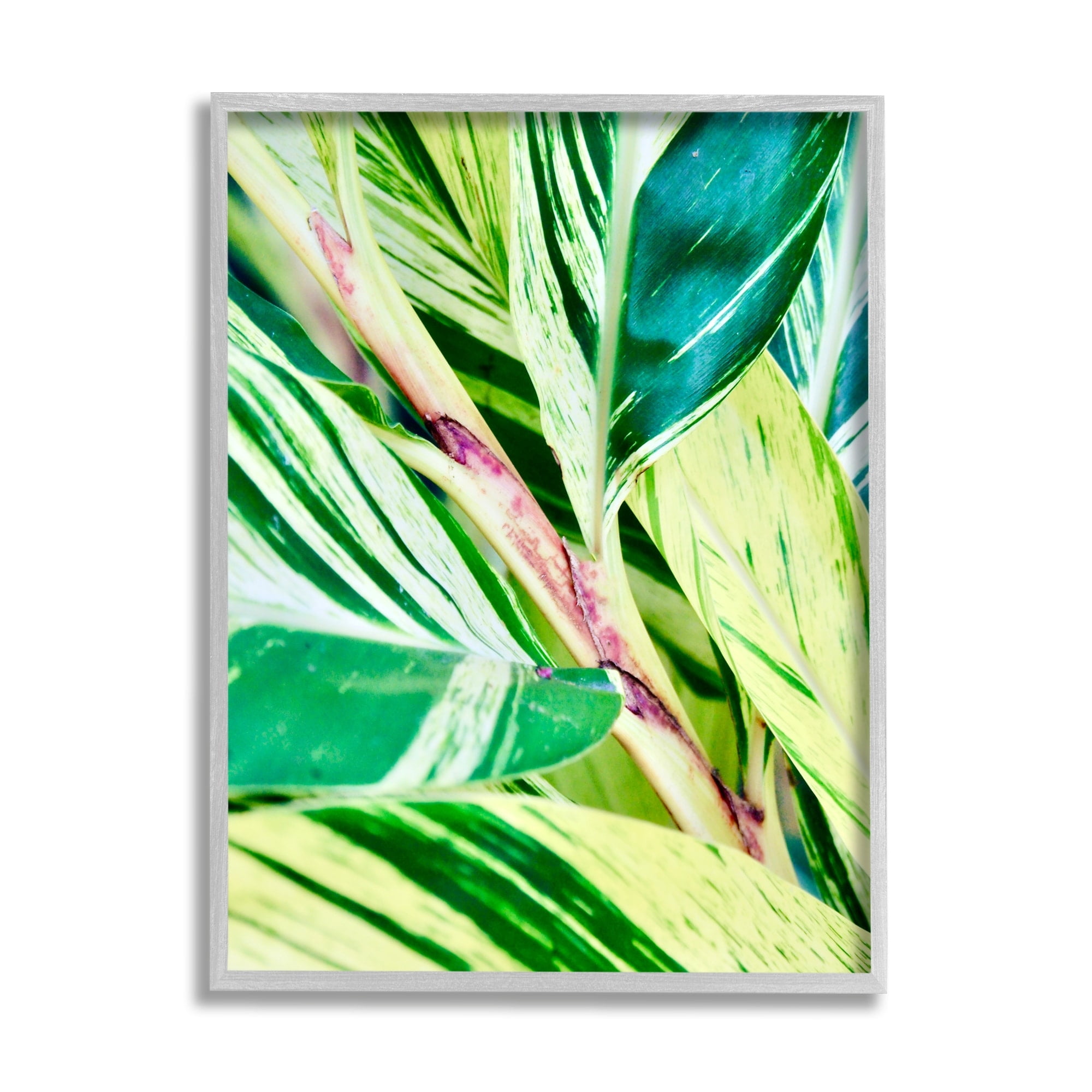 Stupell Industries Tropical House Plant Leaves Close Up Photography Photograph Gray Framed Art Print Wall Art, Design by Gail Peck