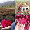 thumbnail image 3 of Pétalos de rosa roja secos DoraMagic, 50 g, para baño y fabricación de jabón, 3 of 8
