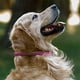 thumbnail image 3 of Collar de cachorro redondo acolchado suave, collar de cuero genuino hecho a mano para perro pequeño grande, 3 of 5