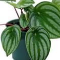 thumbnail image 3 of Live Peperomia Watermelon, Peperomia Argyreia, Fully Rooted Houseplant, Housewarming Couples Gift for The First Home, Grandma Birthday Gift, Office Gift in 4" Pot, 3 of 5