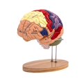 thumbnail image 1 of Modelo de cerebro humano ampliado 2x, modelo médico didáctico de 4 piezas con base, modelo cerebral anatómicamente preciso para psicología., 1 of 9