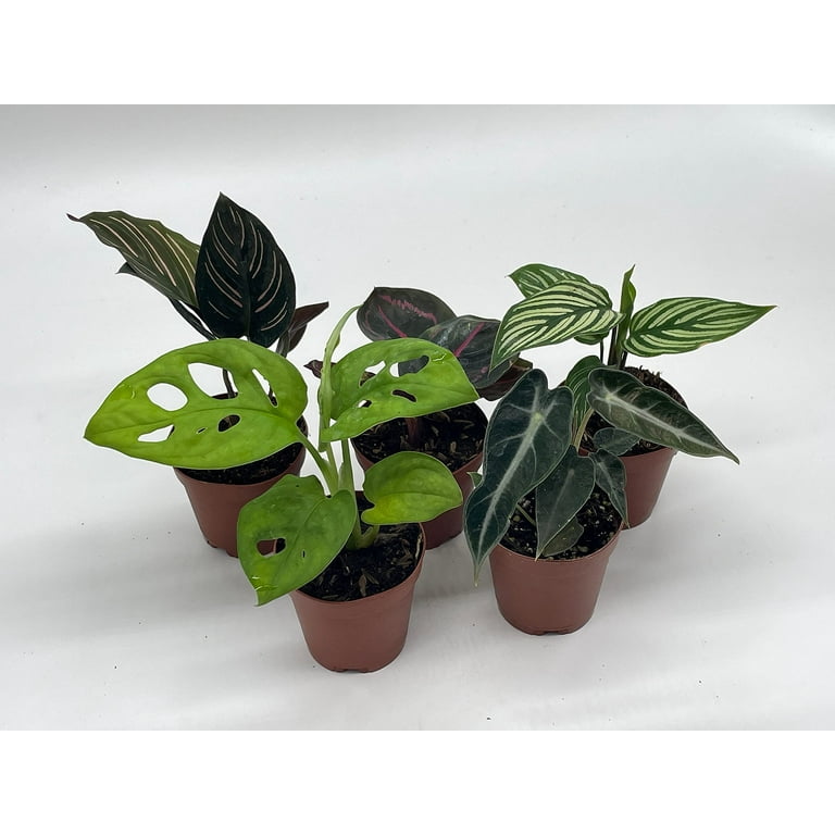 money plant Chinese Money Plant | Pilea Peperomioides | Buy Plants Online | Leaf Envy