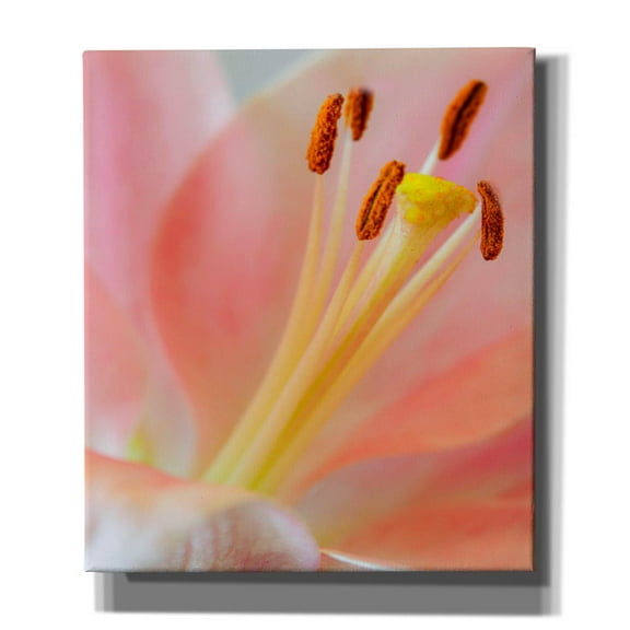 Epic Graffiti 'Pink Lily So Soft' by Pamela Plummer, Canvas Wall Art, 26"x30"