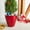 Red, variant on YINYUN 2-Pack Smart Self-Watering Planter Pot for Indoor and Outdoor ,10 in & 5 in- White