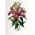 thumbnail image 3 of Withers, Augusta 18x24 Black Modern Framed Museum Art Print Titled - Orchid, Sobralia Macrantha, 3 of 5