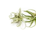 thumbnail image 5 of Medium Air Plants Streptophylla - Live Tillandsia Succulent House Plants - Available in Wholesale and Bulk - Home and Garden Decor - Easy Care Indoor and Outdoor Plants (Pack of 5), 5 of 12