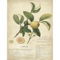 thumbnail image 3 of Descubes, A. 12x14 Black Modern Framed Museum Art Print Titled - Descube Botanical I, 3 of 5