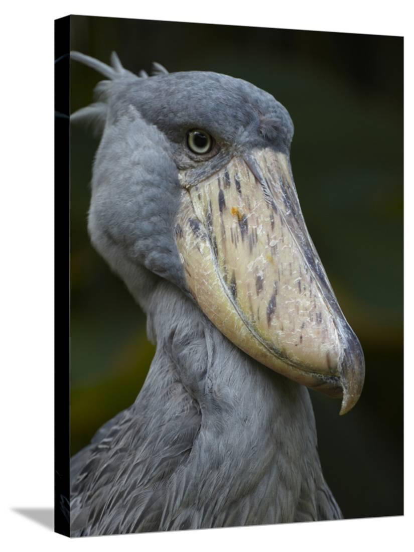 Shoe-Billed Stork, Kenya, Africa Stretched Canvas Print ...