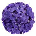 thumbnail image 2 of Cabezas de hortensia de seda flojery con flores artificiales (moradas), 2 of 6