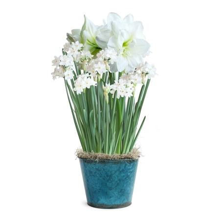 Winter White Harmony Bulb Gift