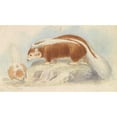 thumbnail image 2 of Charles Hamilton Smith 14x10 Gold Ornate Wood Frame and Double Matted Museum Art Print Titled - Chili Skunk. (1837), 2 of 4