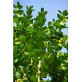 thumbnail image 4 of "Expert Gardener Buxus Japonica Boxwood Shrub, 10""-12"" Tall, 4 of 4