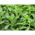 thumbnail image 2 of Stevia Plant | Two Live Garden Plants | Non-GMO, Use Leaves Fresh or Dried, 2 of 6