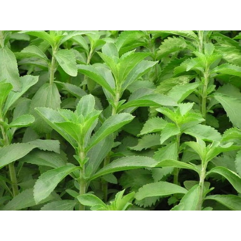 Stevia Plant | Two Live Garden Plants | Non-GMO, Use Leaves Fresh or Dried  - Walmart.com