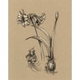 thumbnail image 2 of Harper, Ethan 20x24 White Modern Wood Framed Museum Art Print Titled - Botanical Sketch Black and White IV, 2 of 4