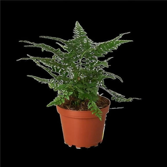 House Plant Dropship 4-FERN-KOREAN.ROCK 4 ft. Korean Rock Fern Plant