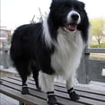 thumbnail image 4 of Zapatos antideslizantes para perros, protector de patas con cierre de velcro ajustable y reflectante, paquete de 4 para perros medianos y grandes para el verano Adepaton 2034967-3, 4 of 9