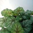 thumbnail image 4 of Better Homes & Gardens Heuchera Live Plant - 1QT, Various Colors, Full Sun Perennial, 4 of 7