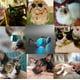 thumbnail image 4 of Gafas de Sol para Perros y Gatos, Gafas de Sol clásicas Redondas de Metal para Princesas, Príncipe, Princesa, Katie, Accesorios para Fotos, Juguetes (2 Piezas), 4 of 5