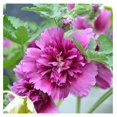Hollyhock Seeds (Dwarf) Queeny Purple, NonGMO Seeds for Planting, 1