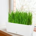 thumbnail image 4 of CATIEBYE Flowerpot Rectangular Design Self-Watering Planter For Urban Gardening 1Pcs, 4 of 8