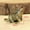 Rat, variant on (Tiger) Antique Miniature Animal Ornaments Figurines Vintage Brass Mini Animals Statue Desk Ornaments Home Feng Shui Decor Crafts