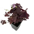 thumbnail image 3 of Rare Purple Rain Shamrock Plant - Oxalis triangularis - 2.5" Pot, 3 of 4