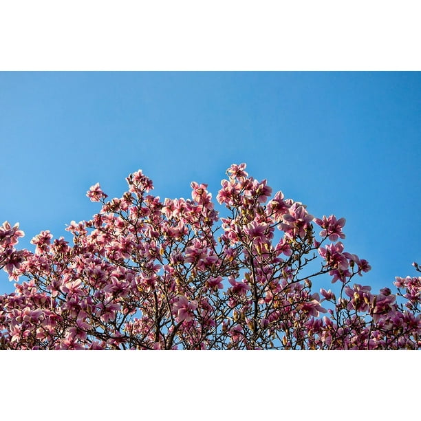 Tree Branches Petals Leaves Flowers Sky Bloom Inch By 30 Inch Laminated Poster With Bright Colors And Vivid Imagery Fits Perfectly In Many Attractive Frames Walmart Com Walmart Com Tree Branches Petals Leaves Flowers Sky Bloom Inch By 30 Inch Laminated Poster With Bright Colors And Vivid Imagery Fits Perfectly In Many Attractive Frames Walmart Com Walmart Com