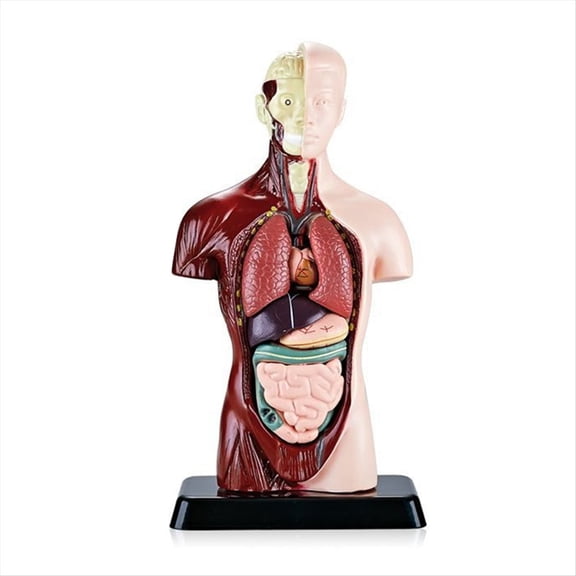 WM25 Human Body Model with 7 Removable Organ Models,Educational Organ Anatomy Model for Biolo