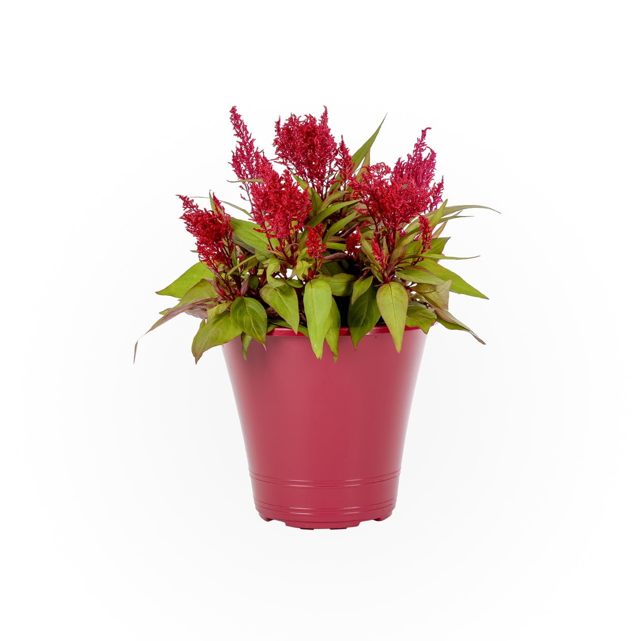 Dragons Breath 1 5g Red Celosia Live Plants With Decorative Planter Walmart Com