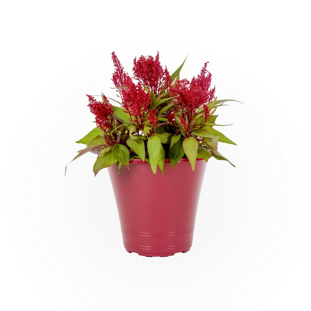 Dragons Breath 1 5g Red Celosia Live Plants With Decorative Planter Walmart Com