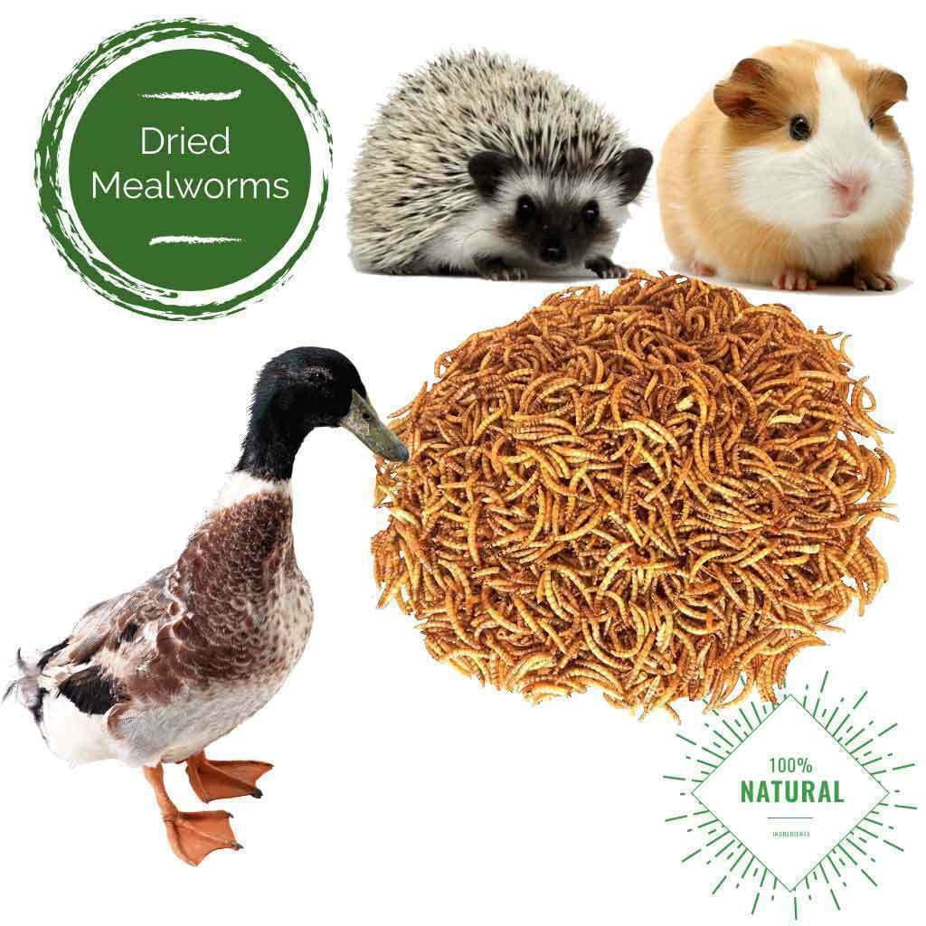 LuckyQ Dried Mealworms for chickens 44 lbs, Organic Pet Supply Meal Worms 100% Natural Treats for Wild Birds, Chickens, Reptiles, Fish, Blue Birds, Turkey, Hamsters Hen, Hedgehog Food