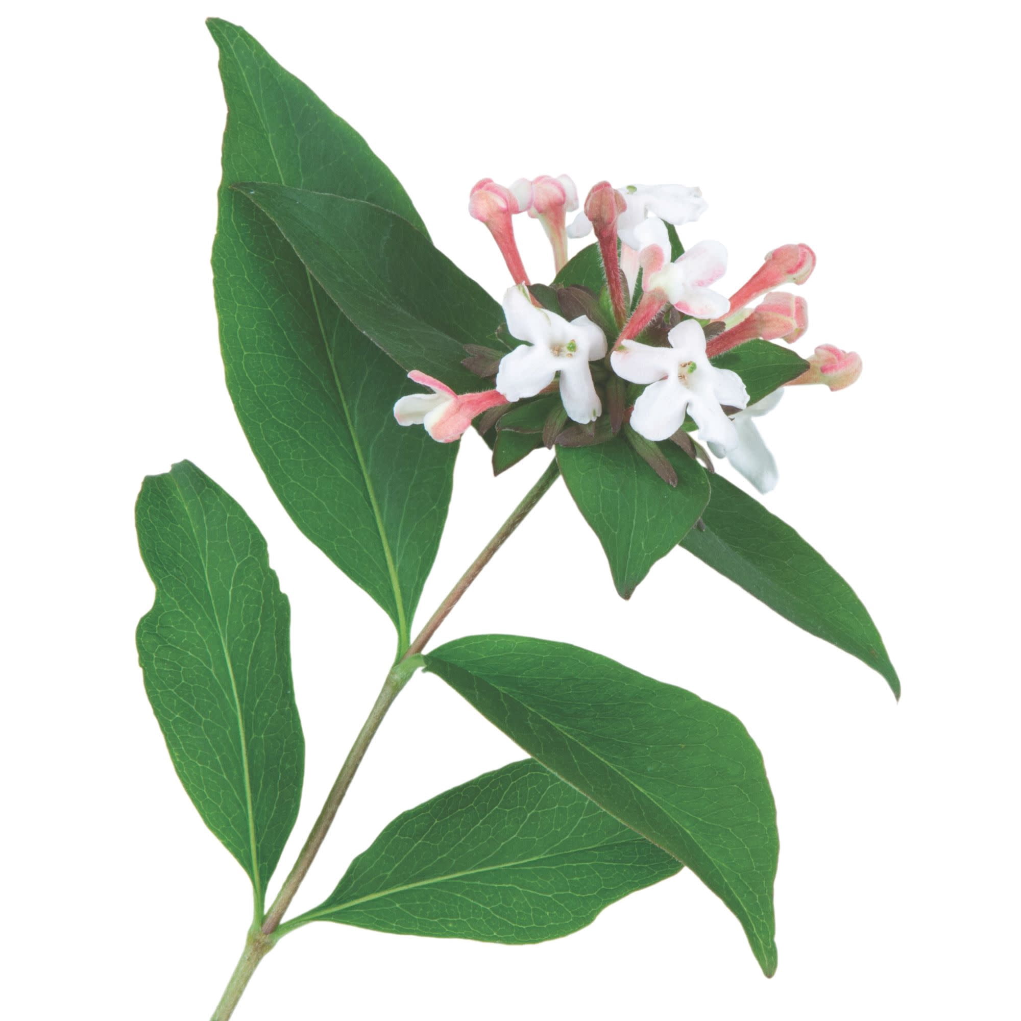 Proven Winners ColorChoice 5" Pink Sweet Emotion Blaze Hardy Abelia Live Plant in 4.5" Pot (4 Count)