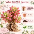 thumbnail image 5 of Succulent Plant Bare Root,Low Maintenance-Decoration, Ideal for Beds Borders, Plant Pots & Planters`, 5 of 6
