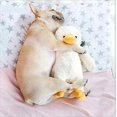 thumbnail image 2 of Plush Duck Dog Toy Large 15" Big Pet Squeak Toys Cute Puppy Duckling Friend, 2 of 4