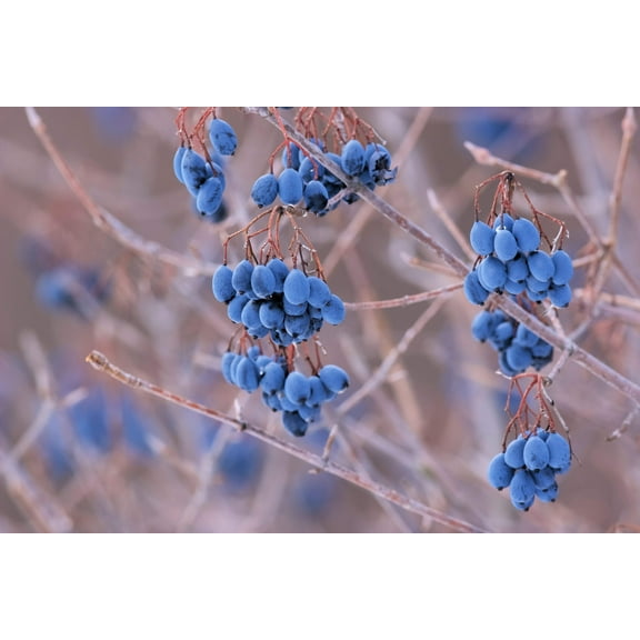 20 NANNYBERRY SWEET VIBURNUM Lentago Shrub Tree Blue Black Berry Fruit White Flower Seeds