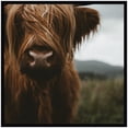 thumbnail image 4 of Kate and Laurel Framed Wall Art Print Close Up of Scottish Highland Cattle Baby SQ by Michael Schauer, 33 x 33, Svelte Noir Black Frame, Rustic Farmhouse, Animal Art for Wall Decor, 4 of 8