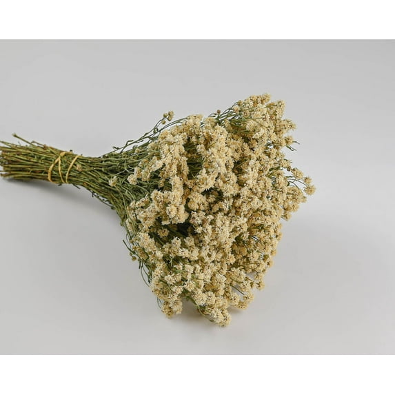 Case of 20 Bunches, Dried Pearly Everlasting for Floral Arrangements, Season and Holiday Décor